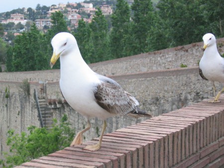 Gaviotas