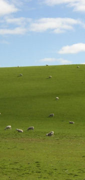 campo.jpg