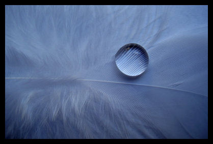 gota_pluma.jpg