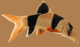 pez1.gif