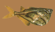 pez33.gif