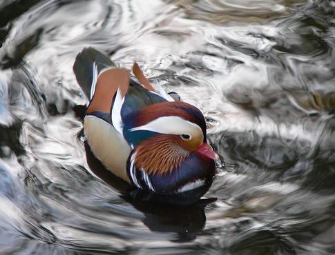 pato_mandarin.jpg