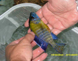 Auloacara Stuargrandi Lundo Yellow