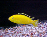 Electric Yellow