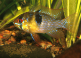 Microgeophagus Ramiretzi