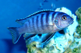 Pseudotropheus Elongatus (Ornatus)