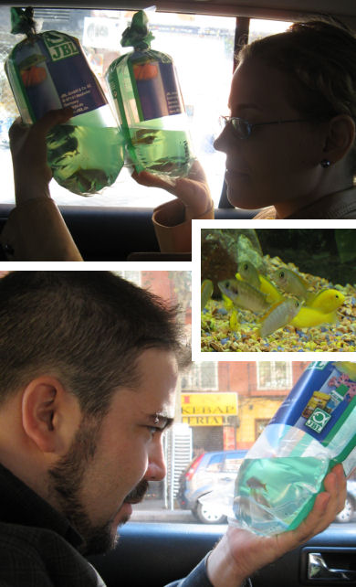 compra-peces.jpg