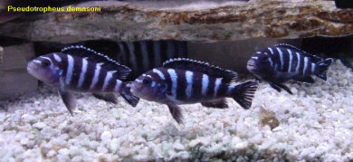 demasoni.jpg