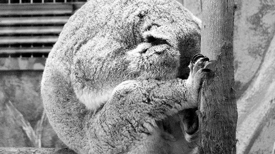 Koala