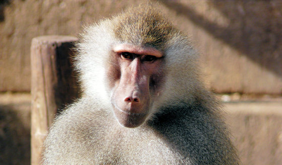 Mirada Humana