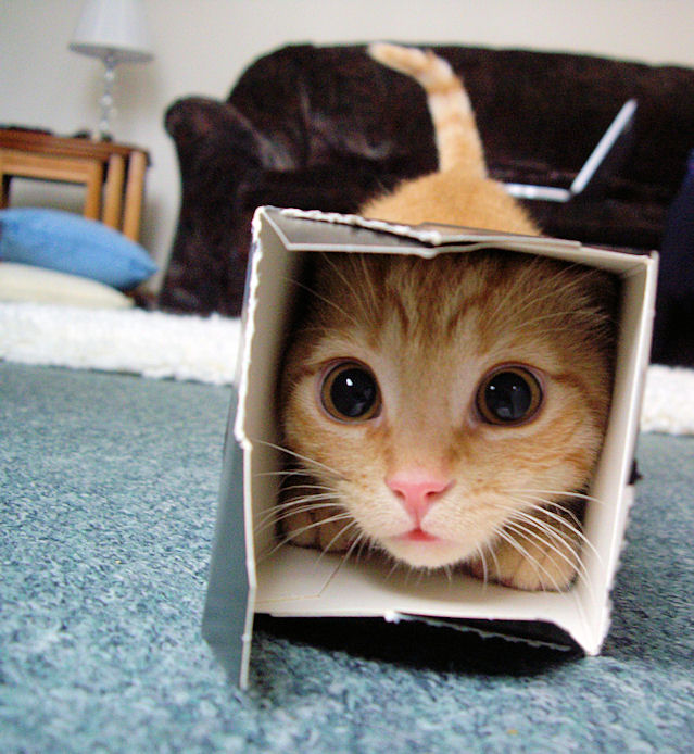 gatico