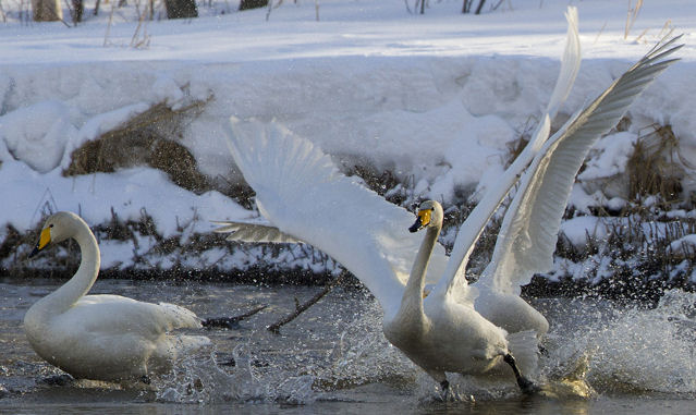 Cisnes