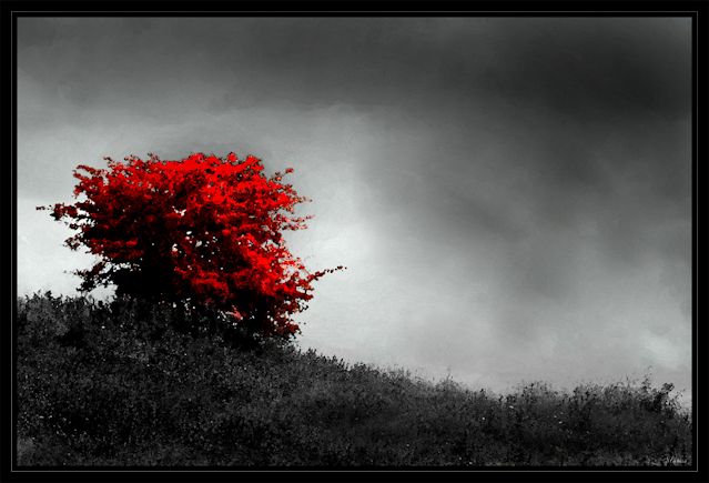 Lonely tree
