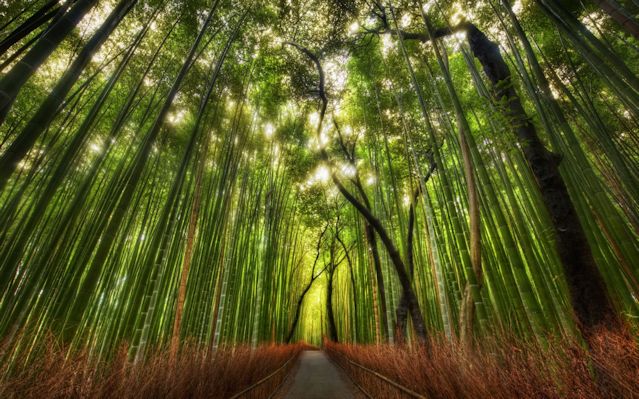 Bosque de Bambú