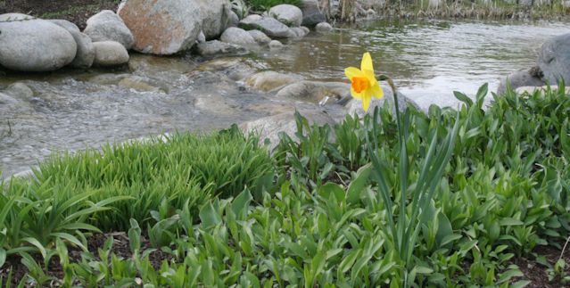 narciso