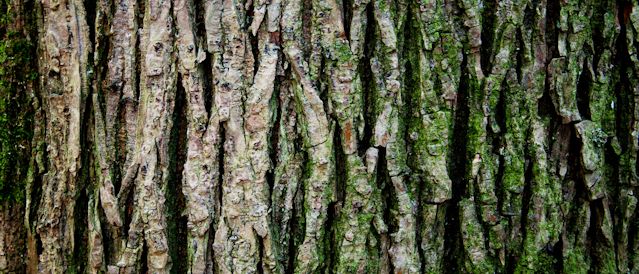 Wood