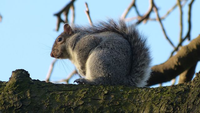 Squirrel